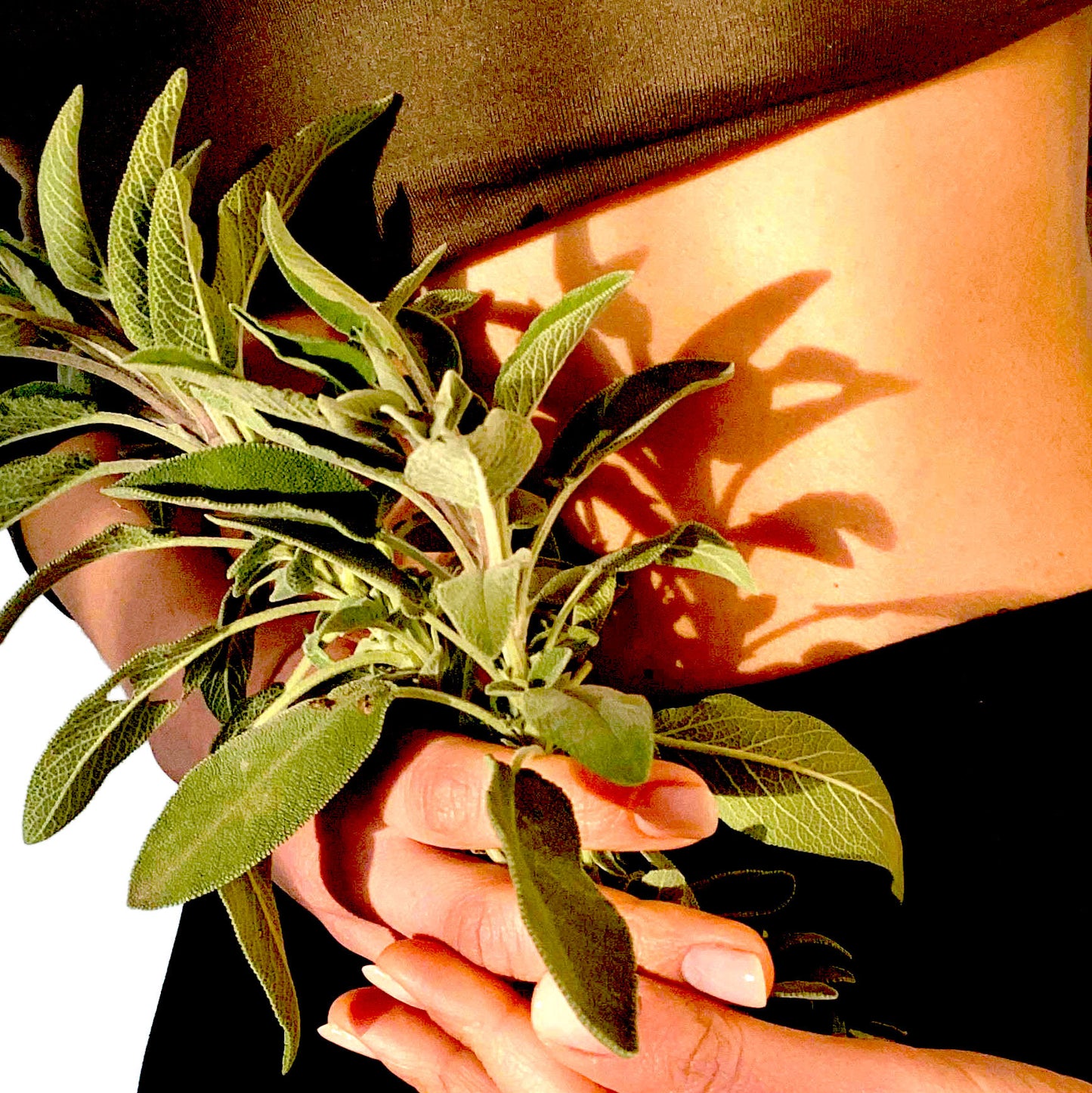 PERLE SACREE - Feuilles de Sauge Officinale - Infusion de plantes en vrac