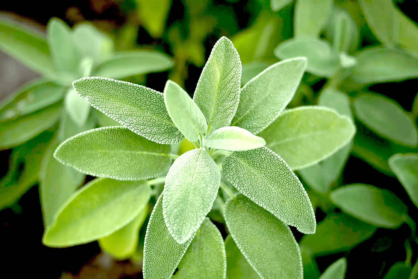 PERLE SACREE - Feuilles de Sauge Officinale - Infusion de plantes en vrac